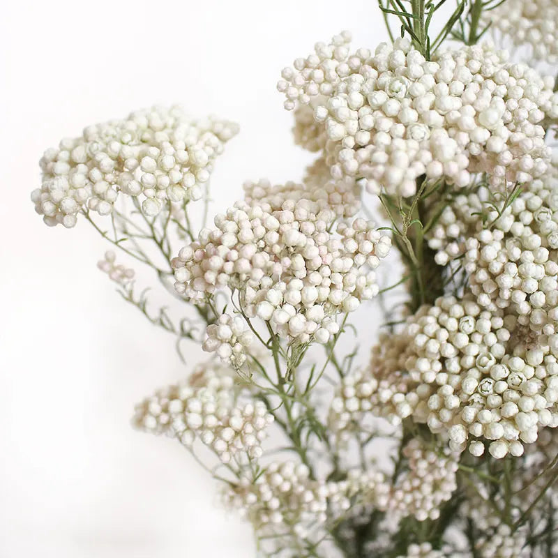 Preserved Fresh Flower Various Colors  Natural Real Flower  Millet Flo