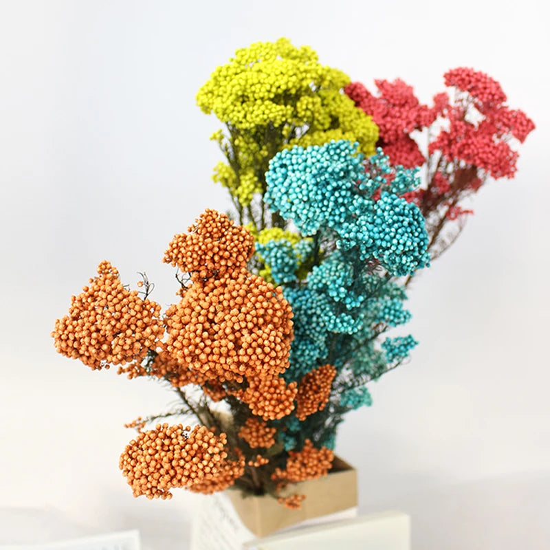 Preserved Fresh Flower Various Colors  Natural Real Flower  Millet Flo