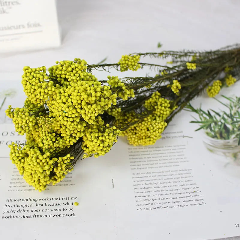 Preserved Fresh Flower Various Colors  Natural Real Flower  Millet Flo