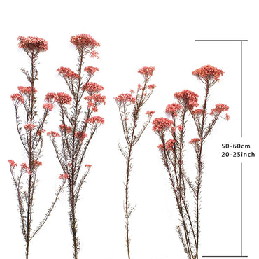 Preserved Fresh Flower Various Colors  Natural Real Flower  Millet Flo