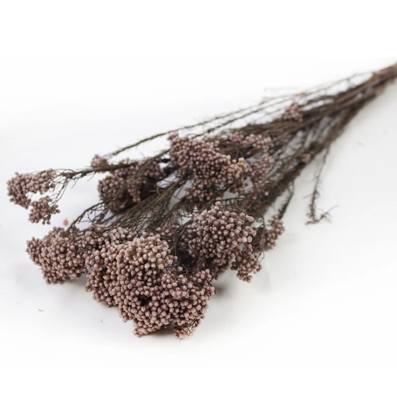 Preserved Fresh Flower Various Colors  Natural Real Flower  Millet Flo