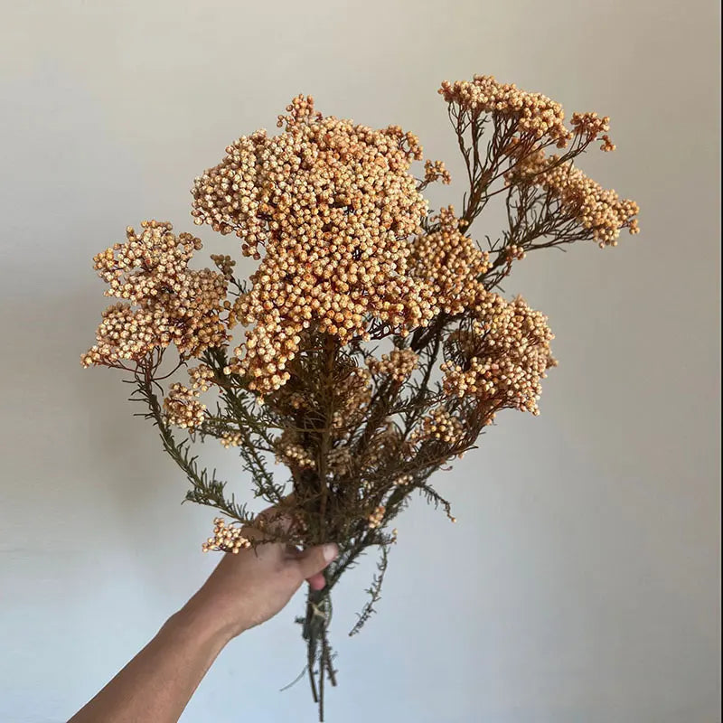 Preserved Fresh Flower Various Colors  Natural Real Flower  Millet Flo