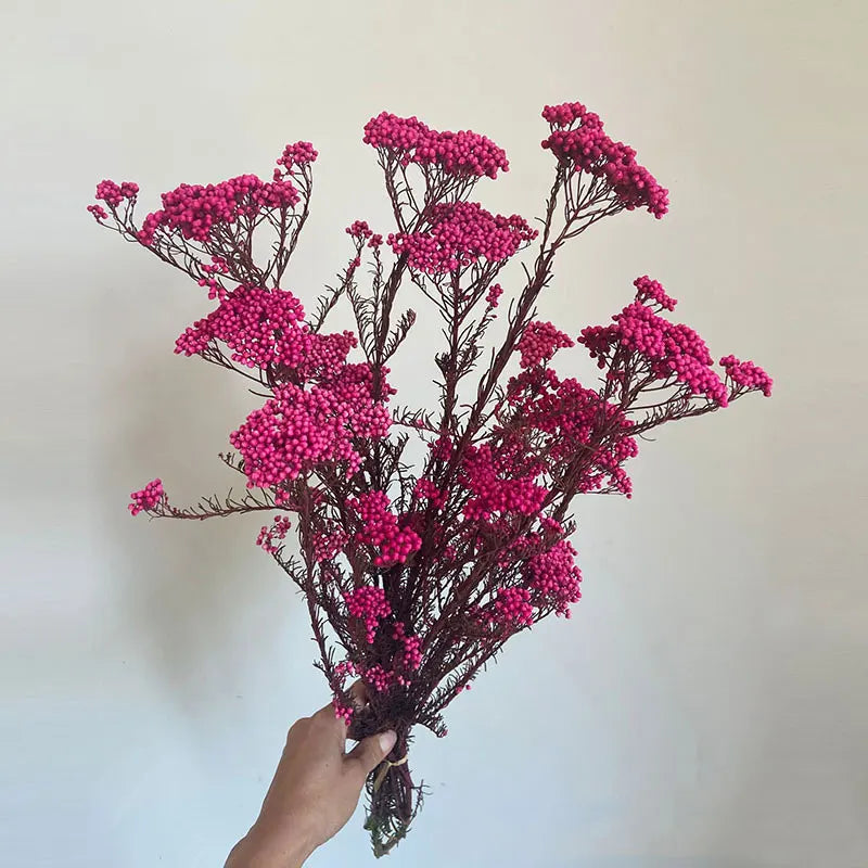 Preserved Fresh Flower Various Colors  Natural Real Flower  Millet Flo