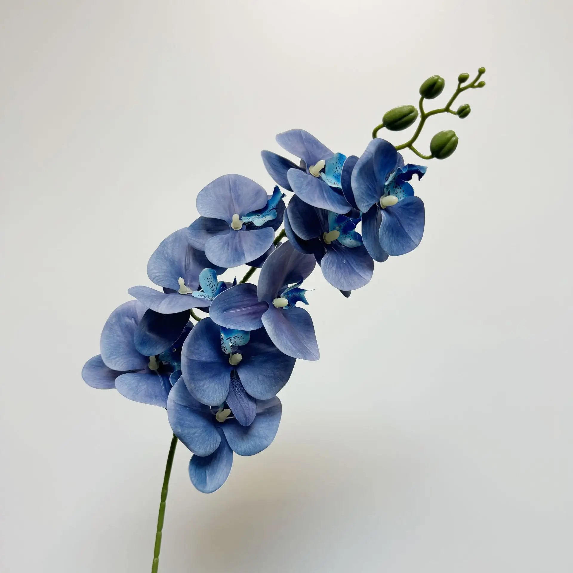 9 Head Latex Butterfly Orchid