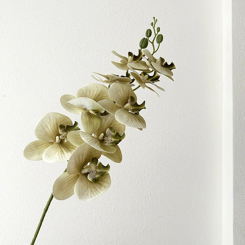 9 Head Latex Butterfly Orchid