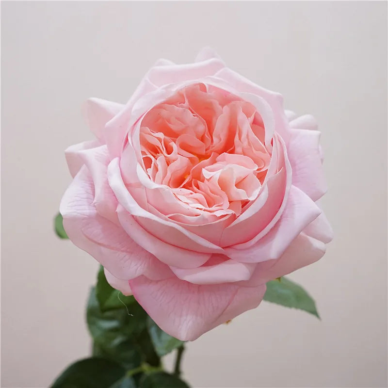 Real Touch Garden Rose Stems – 3-Piece Artificial Flower Set