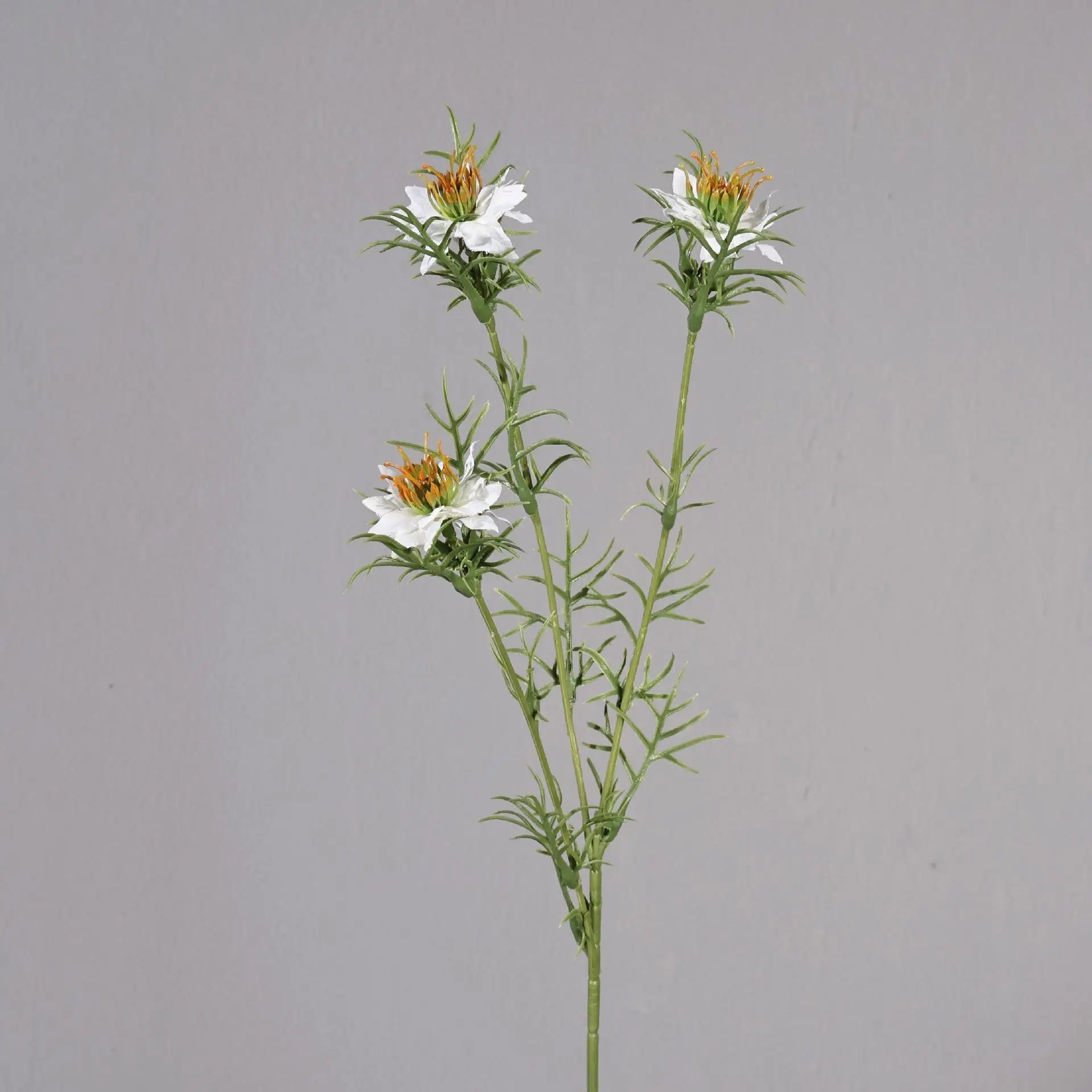 Nigella Daisy Wildflower Spray Stem