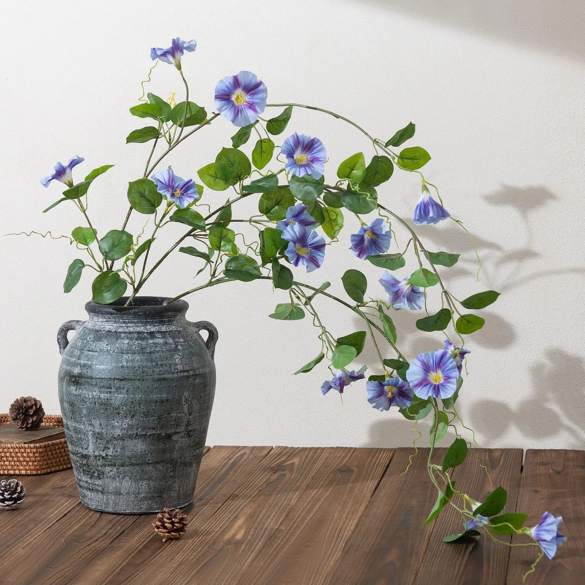 Morning Glory Trumpet Flower Stem