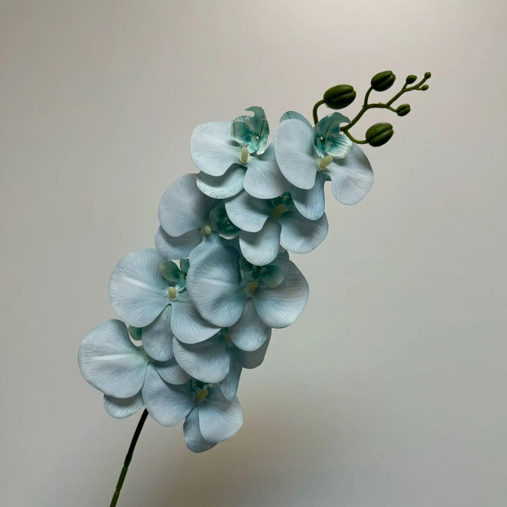 9 Head Latex Butterfly Orchid