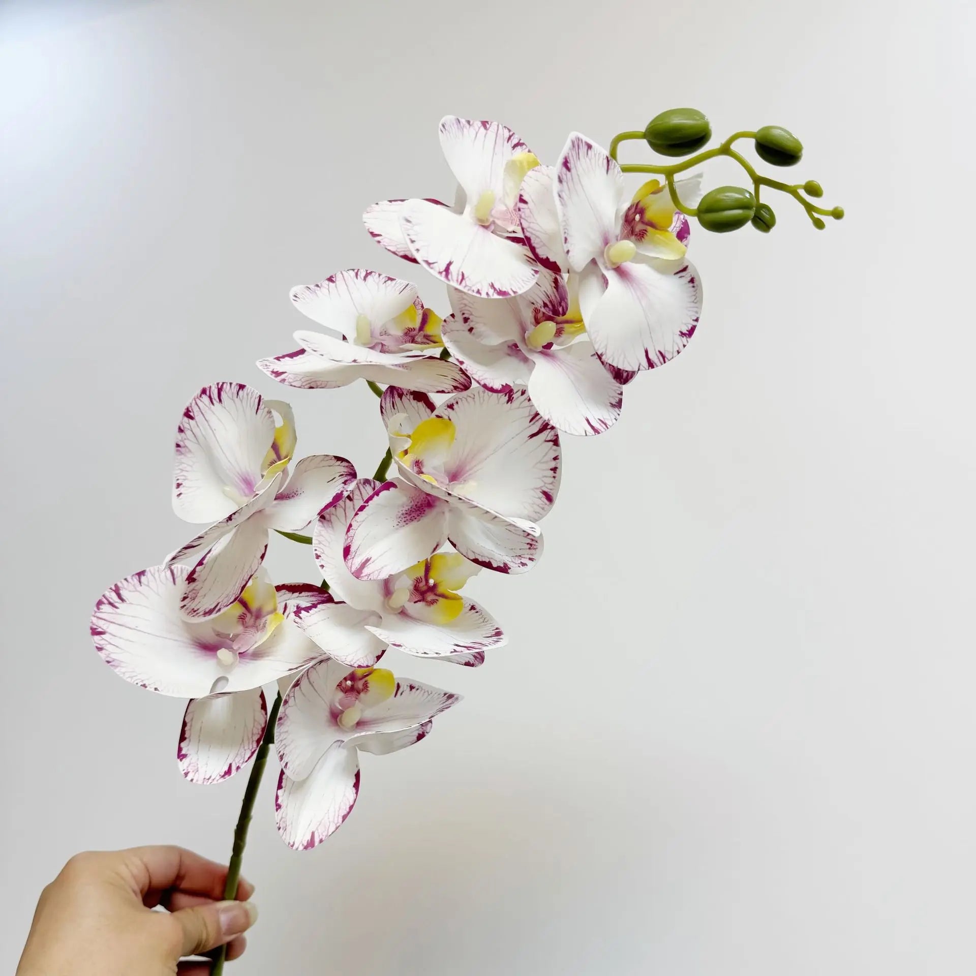 9 Head Latex Butterfly Orchid
