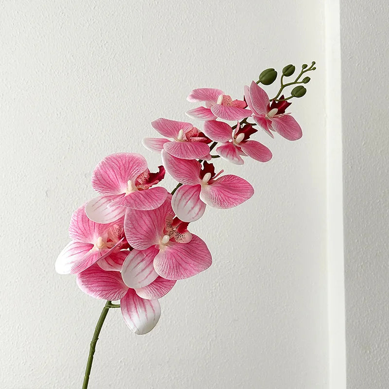 9 Head Latex Butterfly Orchid