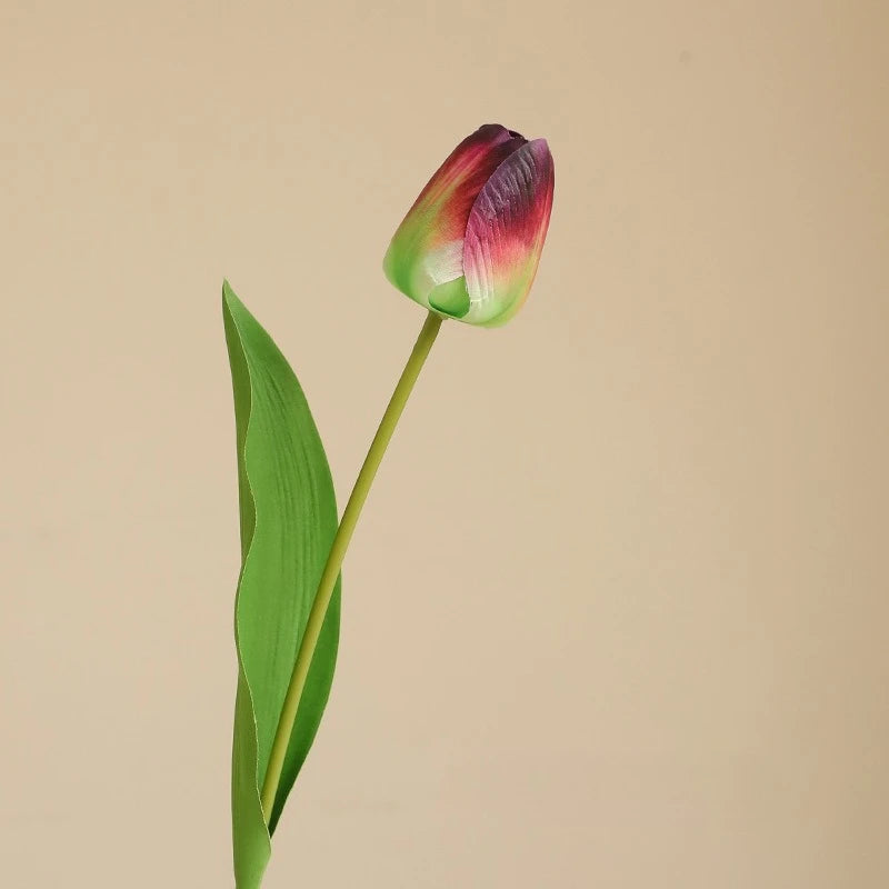 Elegant Tulip Bouquet Stem