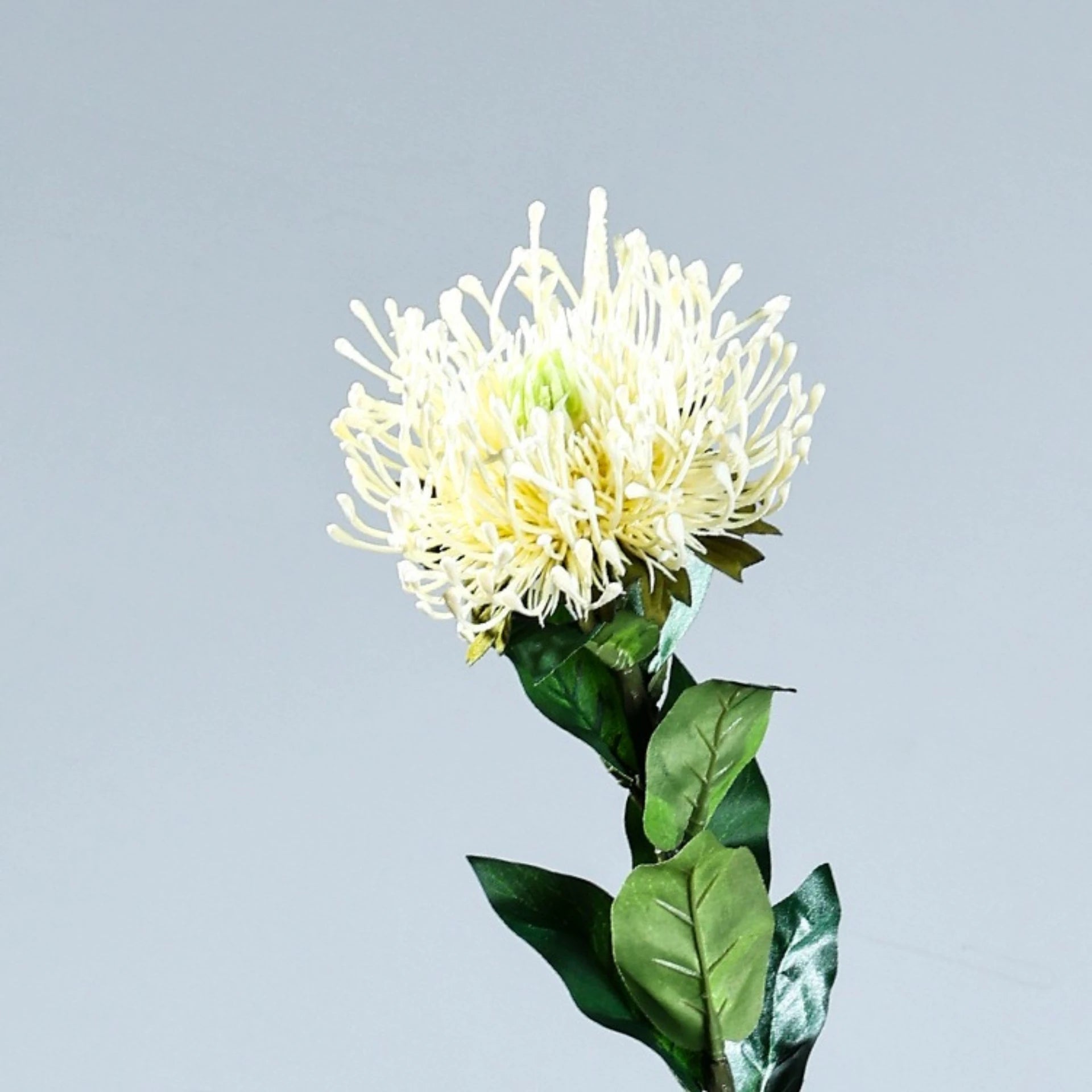 Protea Spider Chrysanthemum Decor Stem