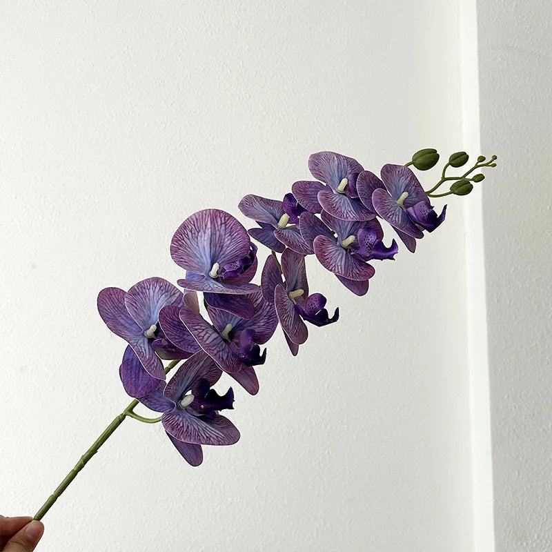 9 Head Latex Butterfly Orchid