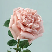 Real Touch Garden Rose Stems – Set of 5