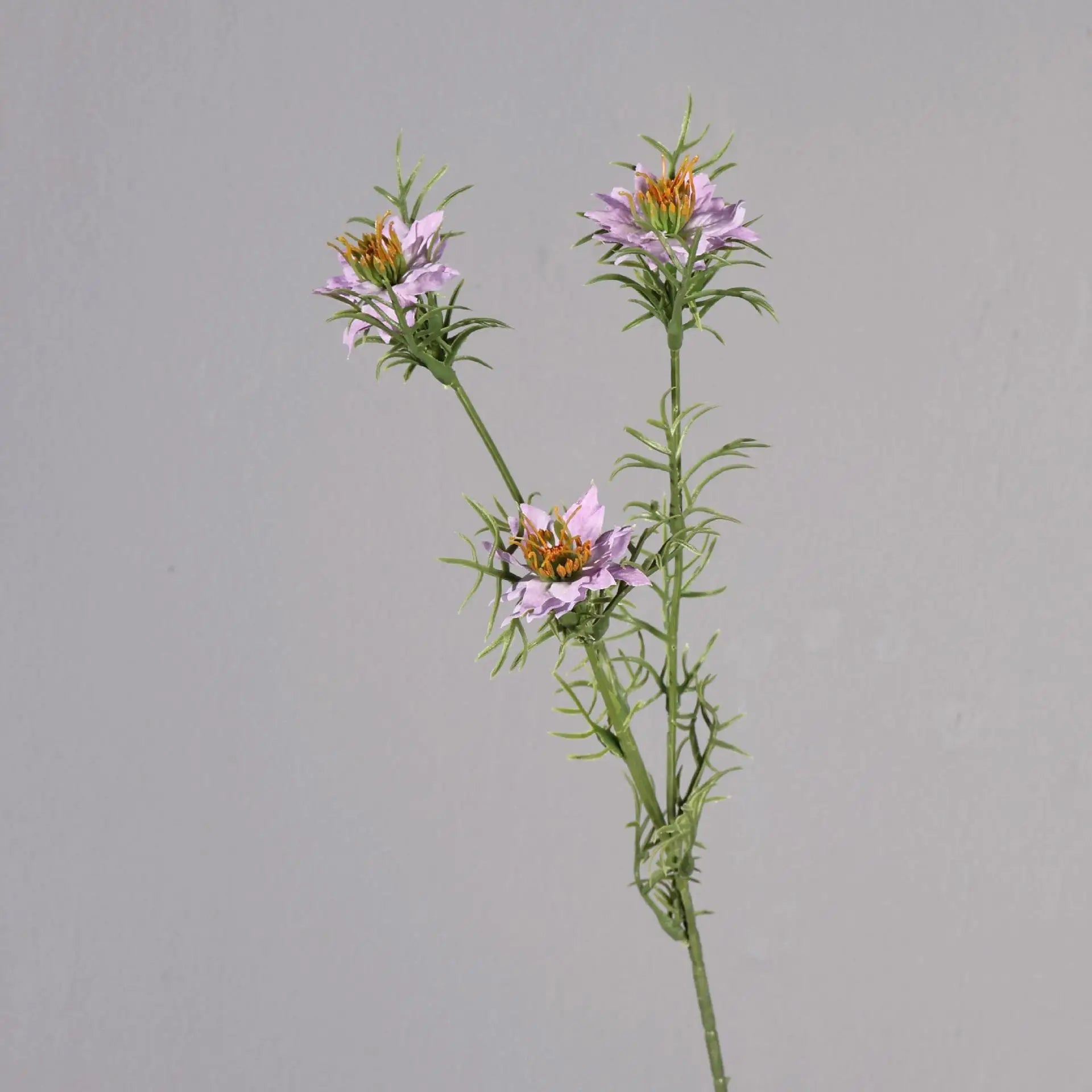 Nigella Daisy Wildflower Spray Stem