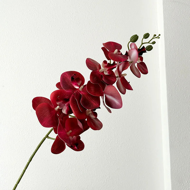 9 Head Latex Butterfly Orchid