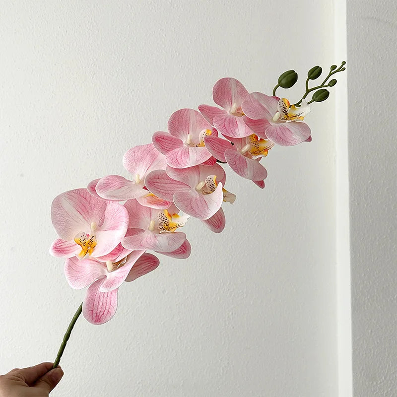 9 Head Latex Butterfly Orchid