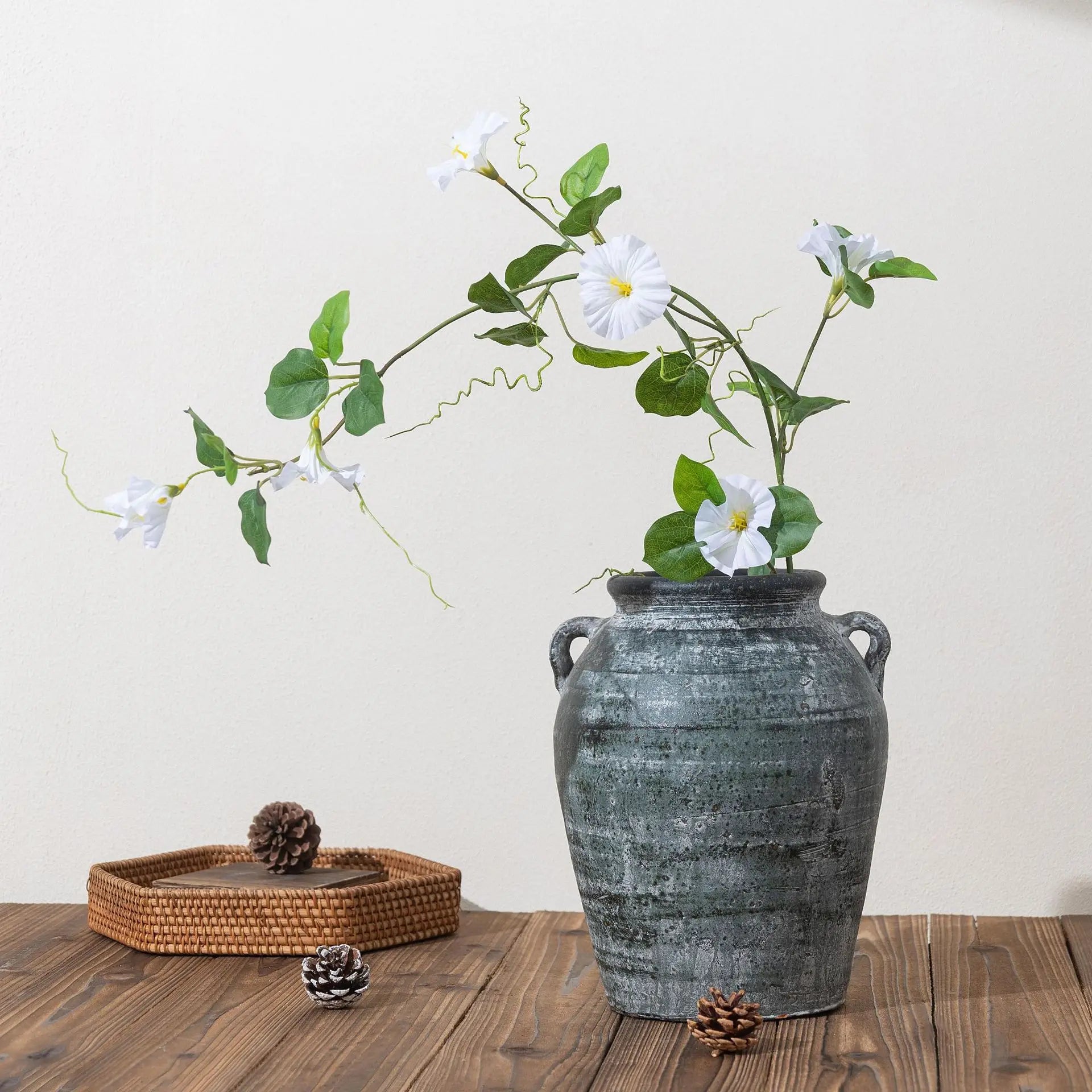 Morning Glory Trumpet Flower Stem