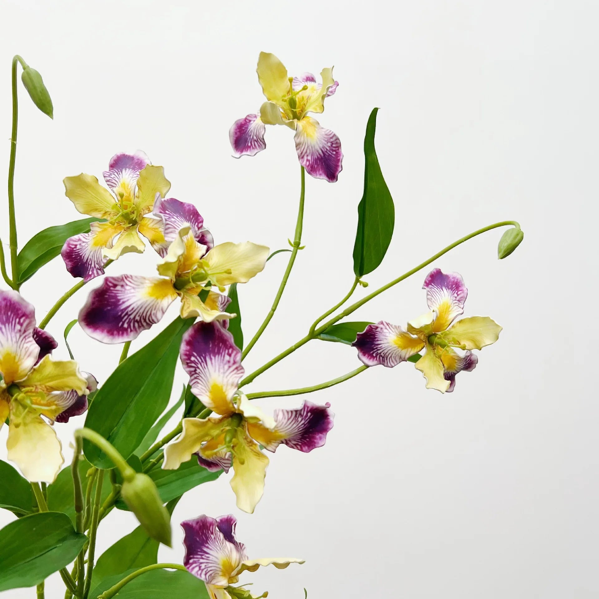 Elegant Iris Floral Display Stem