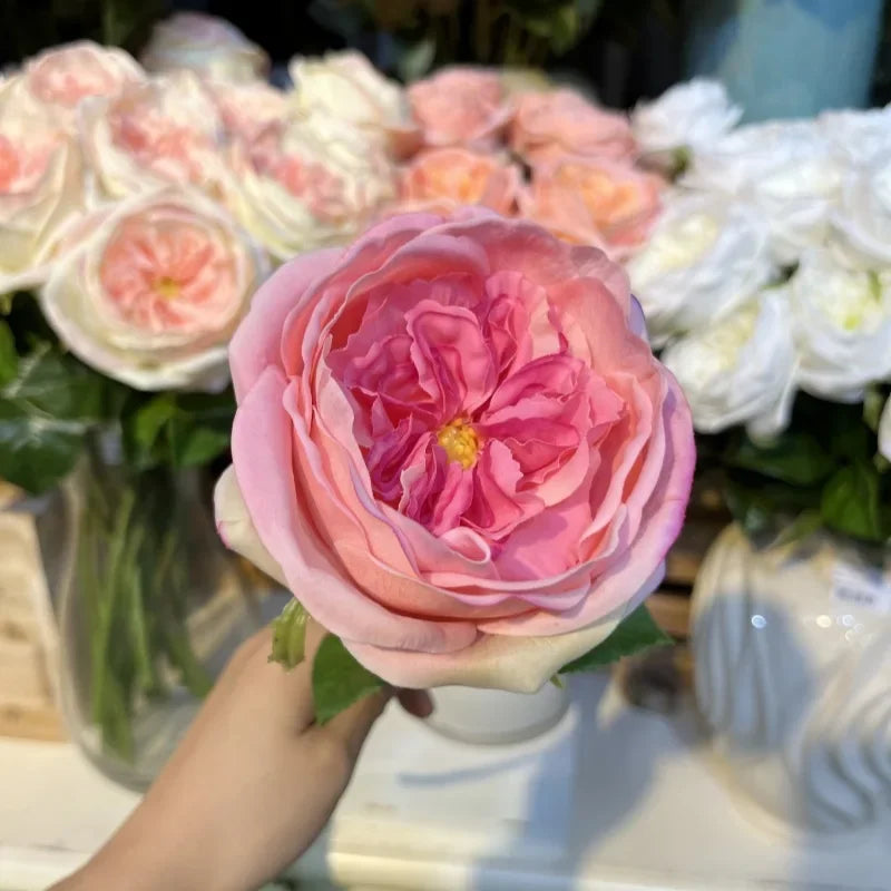 David Austin-Inspired Moisturizing Garden Roses – 5 Piece Set