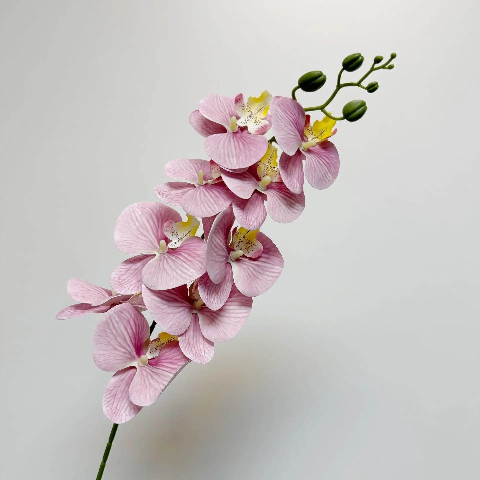 9 Head Latex Butterfly Orchid